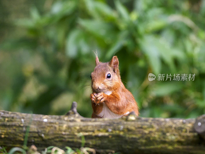 苏格兰红松鼠(Sciurus vulgaris)